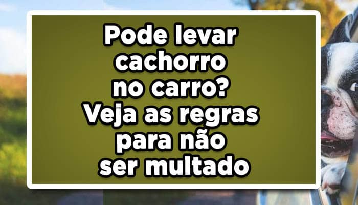 Pode levar cachorro no carro? Veja as regras para não ser multado