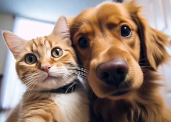 Adote um pet afetado por enchentes do RS (Fonte: Reprodução Google)