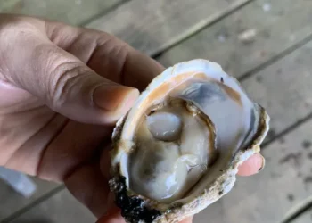 Imagem de uma ostra aberta
